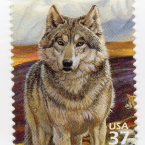 Scott #3802b Arctic Tundra (Nature Series) Gray Wolf Single Stamp - MNH