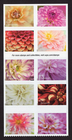 Scott #6001b (5992-01) Dahlias Booklet Pane of 10 Forever Stamps - MNH
