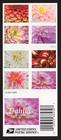 Scott #6001b (5992-01) Dahlias Booklet Pane of 8 Forever Stamps - MNH