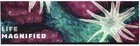 Scott #5802 Life Magnified Title Block - No Stamps Trimmed
