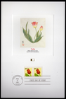 Scott #2518 Tulip Fleetwood Postal Card 08/16/91 FDC