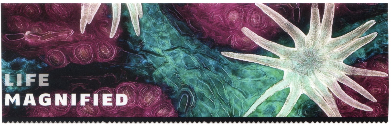 Scott #5802 Life Magnified Title Block - No Stamps Trimmed