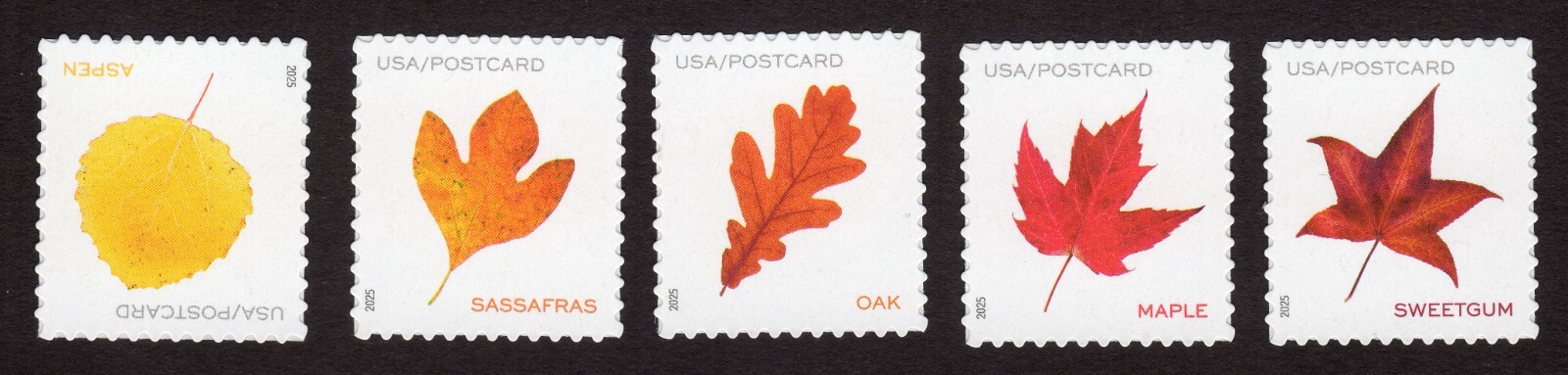 Scott #5970a (5966-70) Vibrant Leaves (5) Single Postcard Stamps - MNH