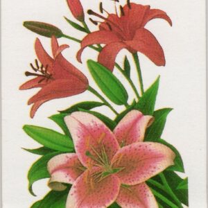 Scott #BK215 (2833a) - Garden Flowers Booklet of 20 Stamps - MNH
