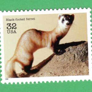 Scott #3105a Black-footed ferret Single Stamp - MNH