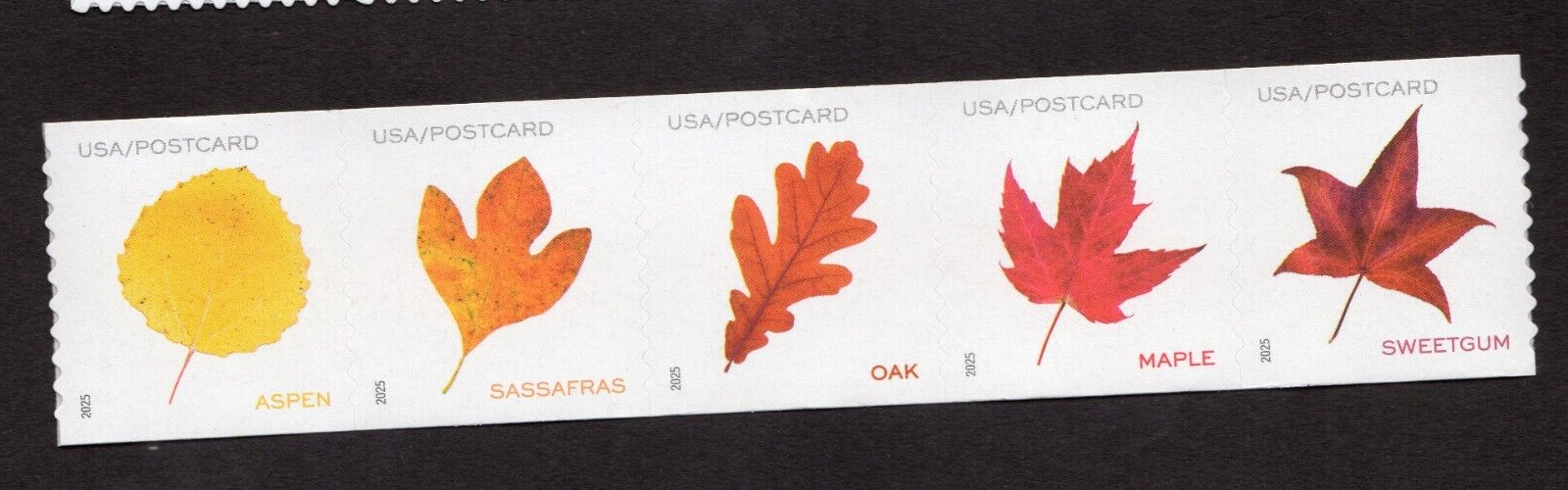 Scott #5975a (5971-75) Vibrant Leaves Postcard Strip of 5 Coil Stamps - MNH