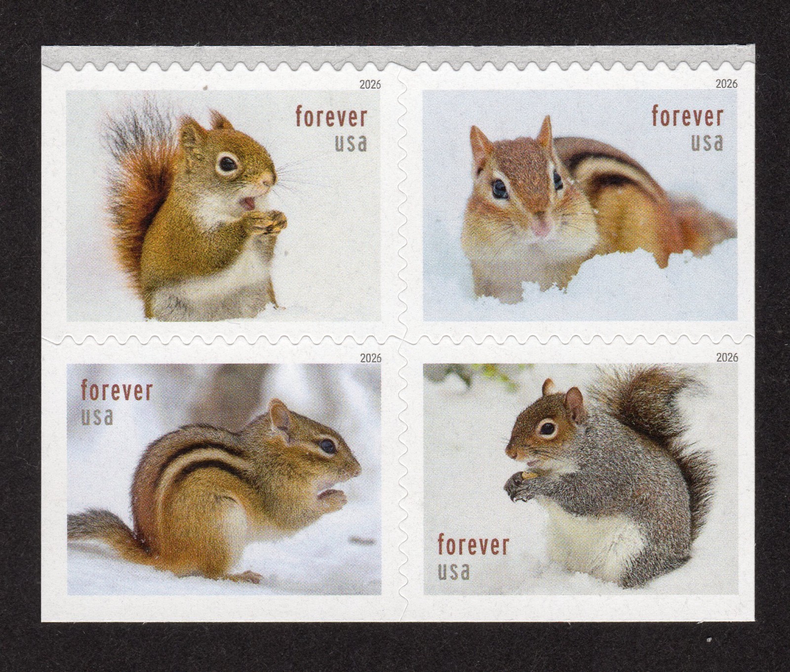 Scott #6129-6132 Squirrels & Chipmunks Booklet Block of 4 Forever Stamps - MNH